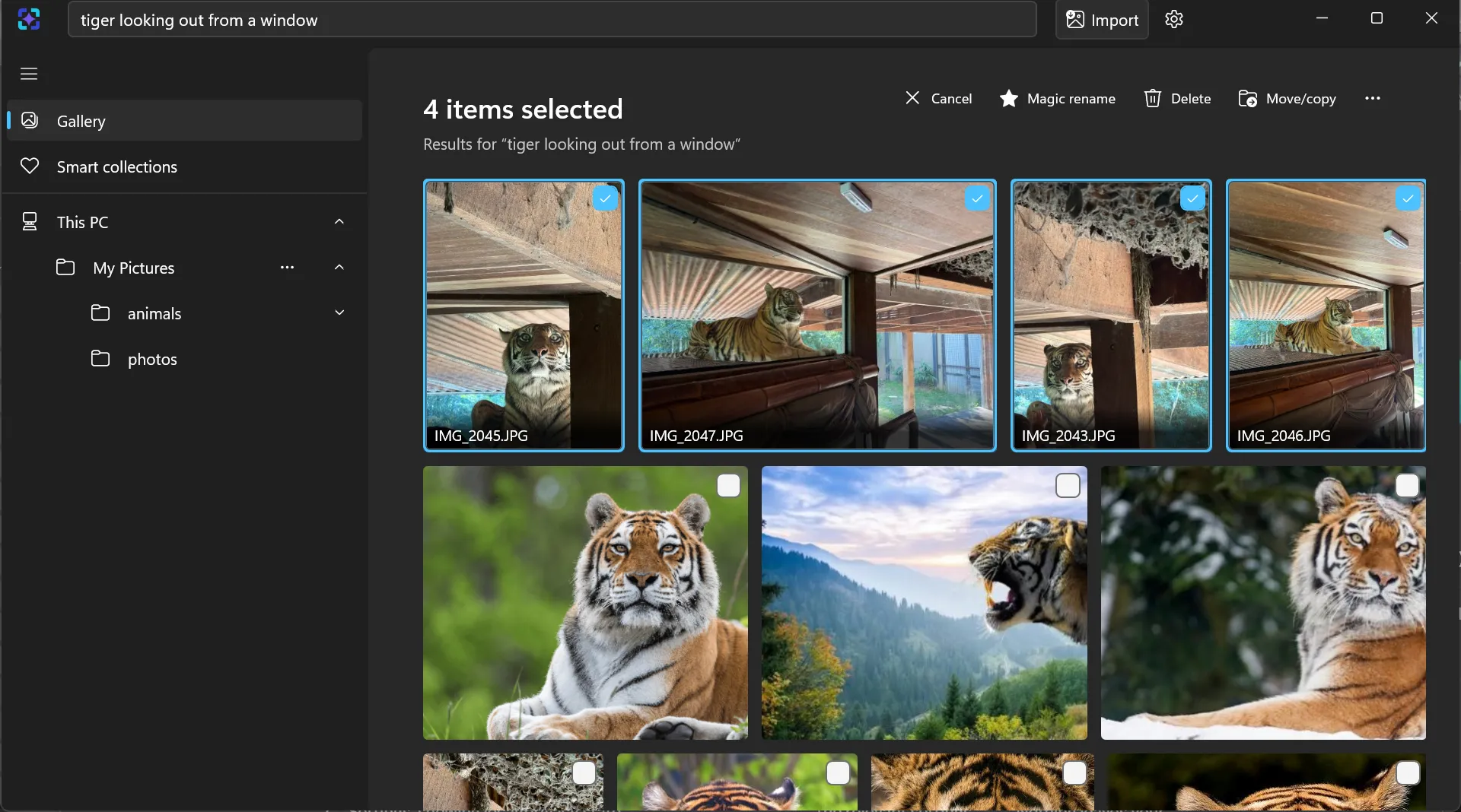 An ImageSage result set for ‘tiger looking out from a window’ with four images selected and commands for Magic rename, Delete and Move or copy.